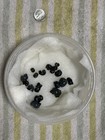 10 Live Premium Pea Sized Blue Mystery Snail - Freshwater Aquarium Algae Cleaner