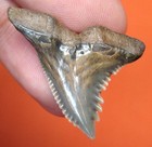Hemipristis Shark Tooth Real Shark Teeth Fossil - 1 15  Natural No Restorations