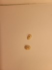 Set Of 2  Hand Picked Barbados Limpet Shell