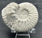 Superb 3    Cretaceous Mortoniceras Sp  Texas Fossil Ammonite  Nice Sutures 