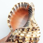 Large Natural Conch Triton Sea Shells Rare Real Aquarium Home Decor Nice 5-6 In