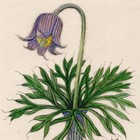 Curtis Botanical Magazine 1833 Vintage Flower Print 16 Meadow Pasque Flower