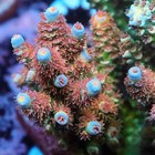 Wysiwyg Tia Emberpop Acropora Frag - Sps Coral - Live Coral