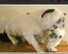Applause Avanti 1983 Stuffed 24  Himalayan Mother Cat Carrying Kitten Vintage