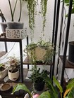 Antique French Cast-iron Jardini  re   Heavy - Will Discount Shipping  