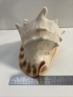 Large Giant Queen King Helmet Horned Conch Shell Natural Specimen 9 5   x6 5x8   