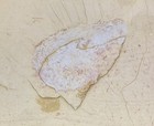 Chengjiang Fossil Site High Quality Tuzoia Sinensis 2 75  Fossil Cambrian Period