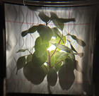 Rare   Grey  mint In Case  Yashica A 6x6 Tlr Yashikor 80mm F3 5 Tlr From Japan