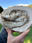 Oreodont Skull  White River Dakotas Bad Lands Fossil