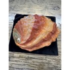 Vintage Red Abalone Shell