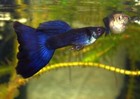 3 Male - Blue Moscow -live Aquarium Guppy Fish