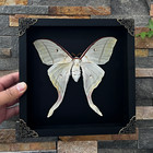 Luna Moth Taxidermy Framed 8  Real Insect Shadow Box Entomology Gift Wall Decor