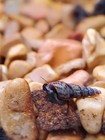 Live Freshwater Tropical Aquarium Malaysian Trumpet Snails 10 