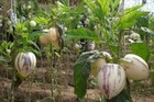 Pepino Melon Seed Melon Pear Or Sweet Cucumber Exotic Fruit 10 Seeds   5736 