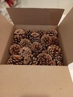Lot Of 32 Real Untreated Pondersosa Pine Cones 3-5 Inches For Crafting Or Decor