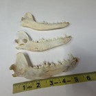 Lot Of 3 Coyote Jaws Cleaned Real Taxidermy Crafts Art Goth Weird Odd  3822