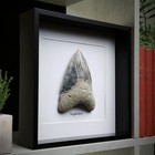 Large 4-5 Inch Carcharocles Megalodon Shark Tooth Frame Real Dinosaur Fossil