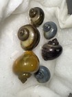 6 Live Premium Rainbow Mystery Snails - Freshwater Aquarium Algae Cleaner