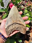 Megalodon Shark Tooth 5 5  Fossilized   Stand Pathological Ripple No Restoration