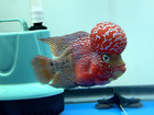 Live Super Red Dragon Indo Flowerhorn     1 Male     High Grade     Usa Seller