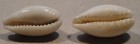 Cypraea Coxeni 2 Shells 23 24mm Marova Lagoon british Solomon Islands