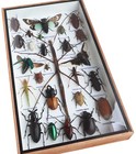 Real Stick Insects With Blue Cicada And Mix Of  Insect Taxidermy In Wooden Box
