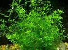 Pearl  Weed Hemianthus Micranthemoides Buy 2 Get 1 Free Live Aquarium Plants