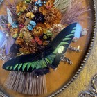 Vintage Butterfly Floral Shadow Box Dome Frame Blue Morpho Taxidermy Art 16x13