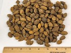 Fossil Insect Cocoons - Hell Creek Fm  - Wibaux Co   Mt - 1 Per Purchase 
