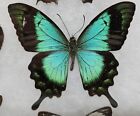 Real Framed Butterfly Collection  15