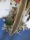 Rattlesnake Skin Prairie Rattle Snake Hide Dry Tanned Wrap Pen Blanks 31 In  P1