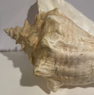 Large Natural Queen Conch Sea Shell