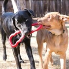 Kong Tug Toy - Dog Supplies For Of War - Natural Rubber Medium  Red 