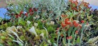 Small Live Lichen Assortment For Terrarium  Mossarium  Fairy Garden 3 x4  Bag