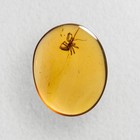 Spider In Burmese   Burmite Amber Fossil   100  Genuine Amber 