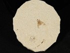 Winged Insect Fossil 100  Natural From Fossil Lake Wyoming 2 00