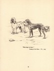 Vintage Saluki   Afghan Hound Print Shakespeare Taming Of The Shrew Quote 6966e