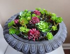 21 Artificial Succulents Grass Miniature Plants