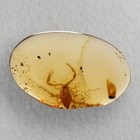 Scorpion In Burmese   Burmite Amber Fossil   100  Genuine Amber 