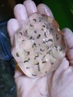 40  Live - Eastern Newt Eggs   Spotted Salamander Eggs