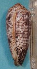 Conus Stercusmuscarum 53mm Mandang new Guinea