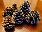 Pine Cones Red 25 50 100 Cones Art Wi Grown Christmas Decorative Wreath Holiday