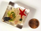 37mm Real Hermit Crab W  Decor On Sea Bottom In Clear Lucite Scenery Diorama