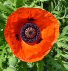 750   Orange Prince Oriental Poppy Seeds   fresh Seeds      free Shipping  