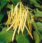 Top Notch Golden Wax Bush Bean - Fresh Seeds - Yellow stringless - Non-gmo  Usa