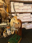 African Lechwe Big Game Half Body Taxidermy Mount Display