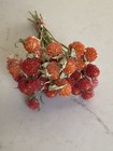 Orange Mix  Dried Globe Amaranth Bunch Bouquet Bundle Dried Flowers Auc 1