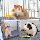 2 Pack Liners 47inch X 24inch Guinea Pig Bedding Reusable  Bedding J8q49359