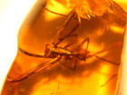 Large Cretaceous Spider With Long Legs In Burmese Amber Fossil Dinosaur Age