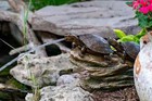 Aquascape Poly-resin Decorative Spitter  Double Turtle On A Log